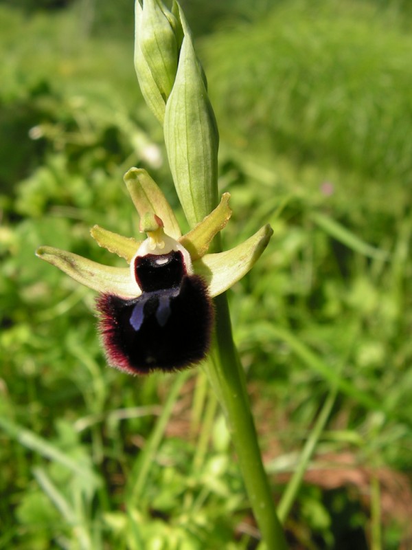 Ophrys